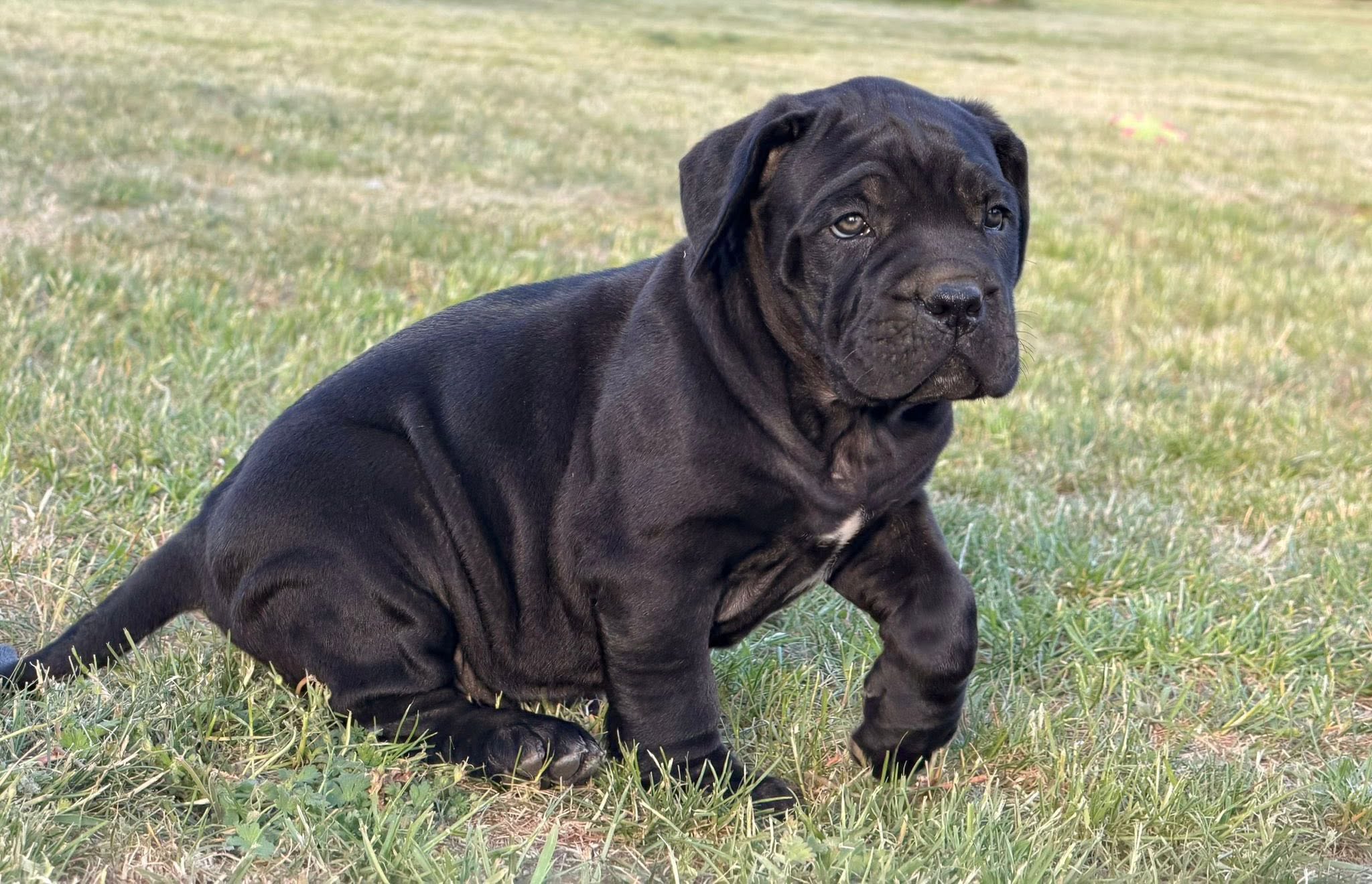 szczenię Cane Corso z miotu Amore Antico