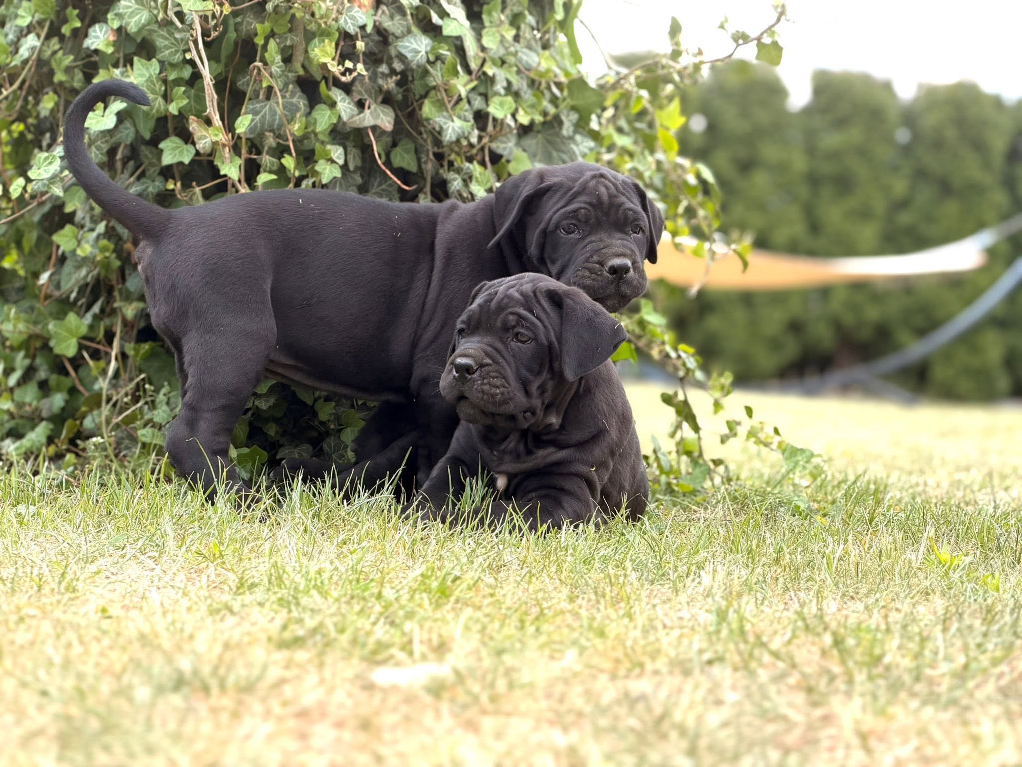 szczenięta Cane Corso Amore Antico