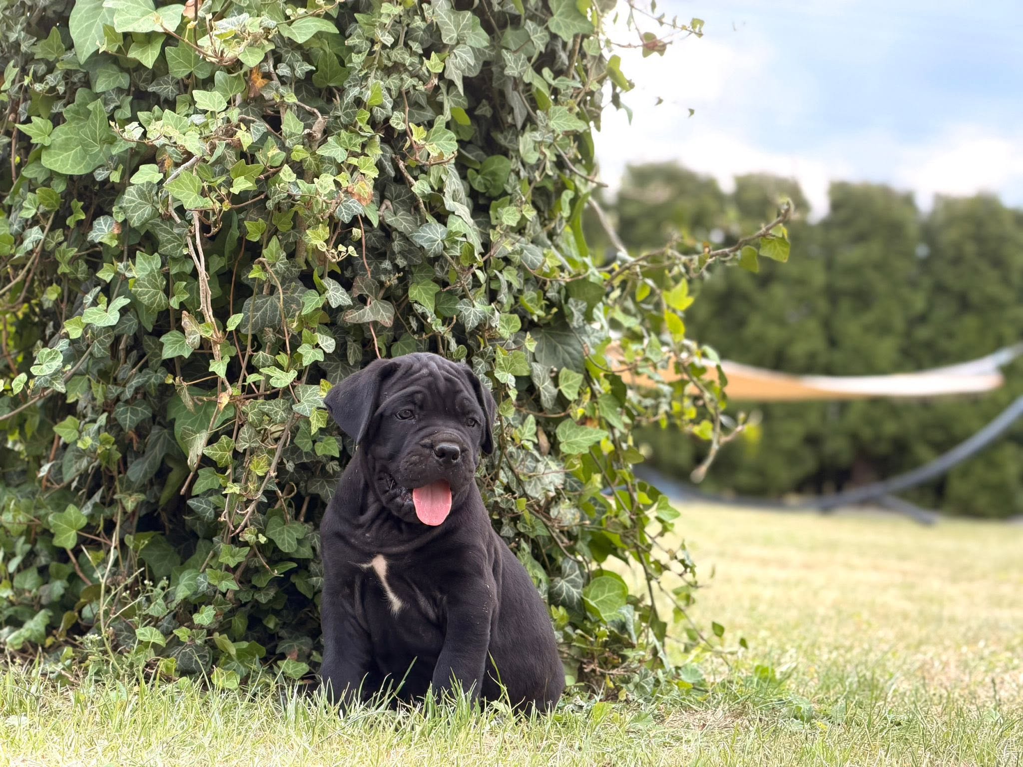 szczenię Cane Corso Night Defenders