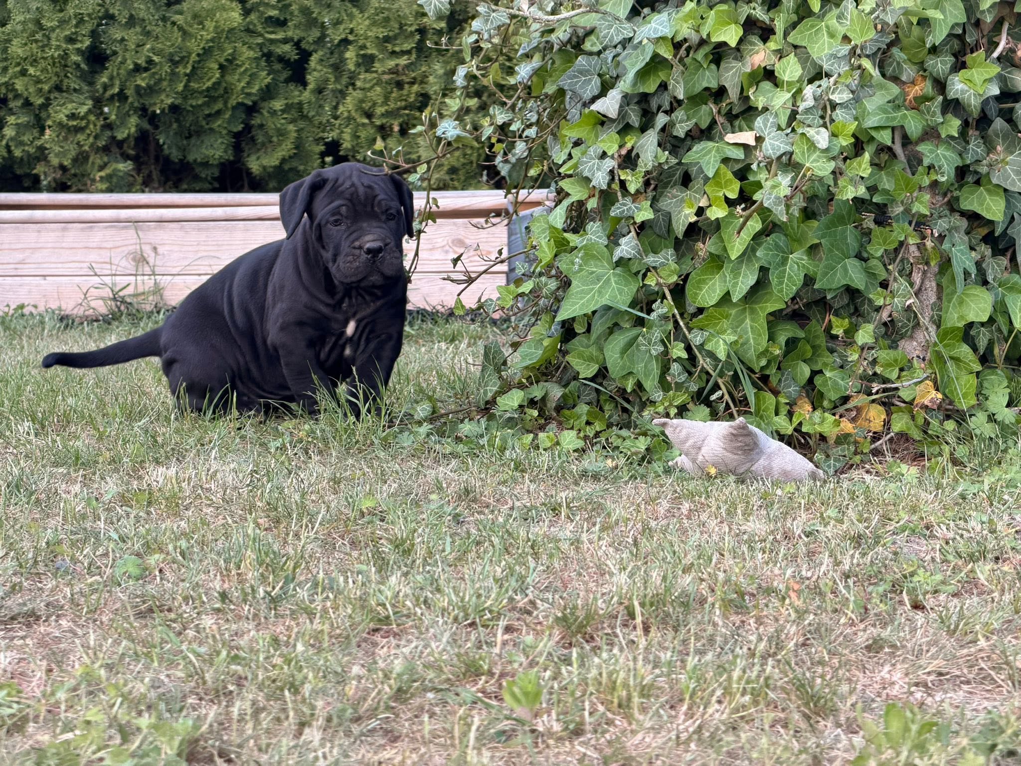 szczenię Cane Corso Night Defenders