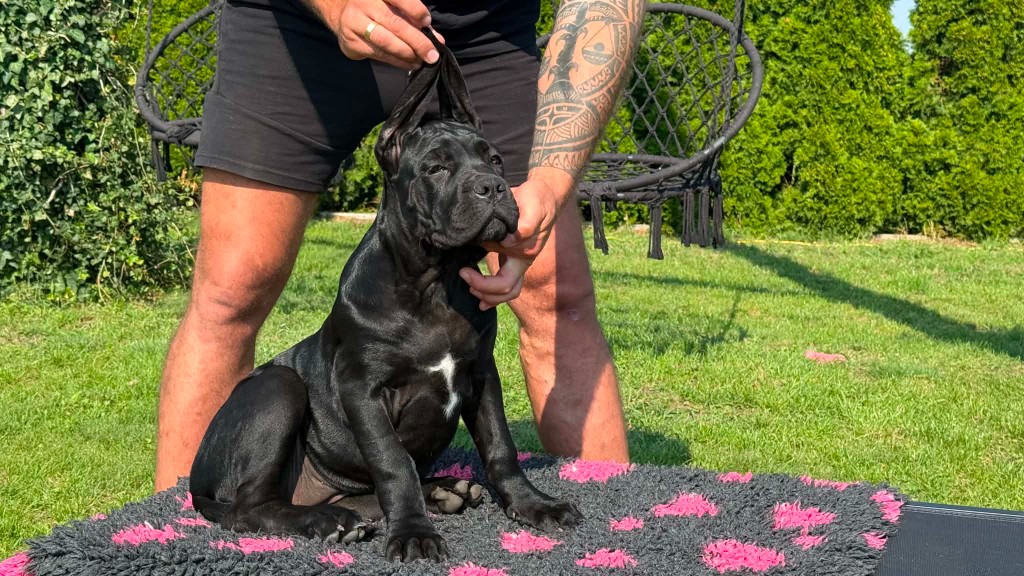 Czarna suczka Cane Corso Amore Antico — sprzedana