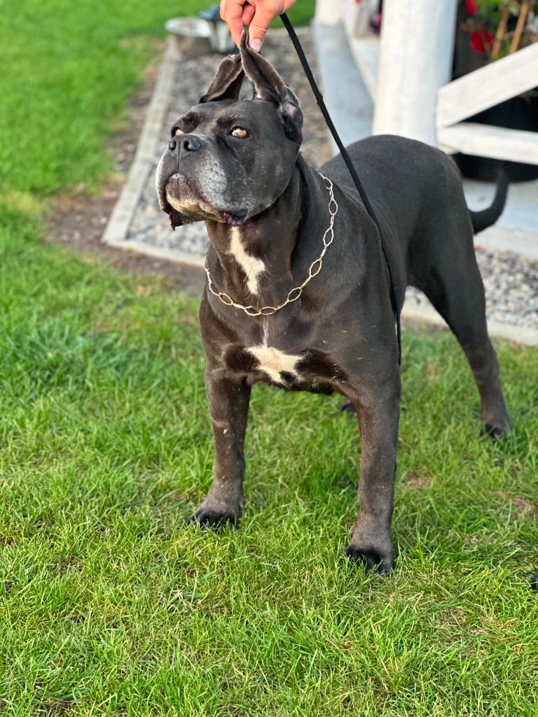 Bella — suka hodowlana Cane Corso Night Defenders