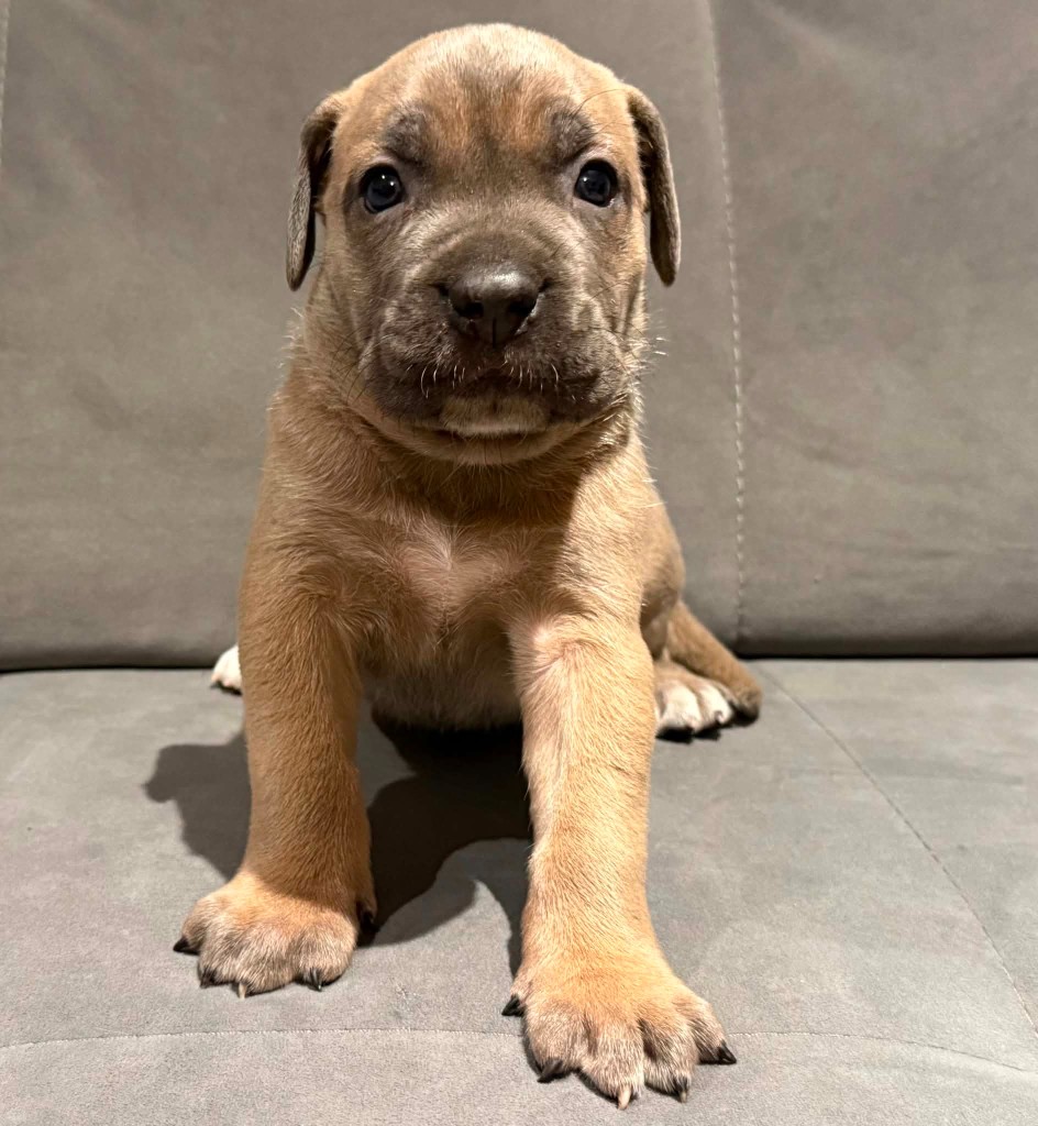 Dostępny piesek Cane Corso Blue Blood