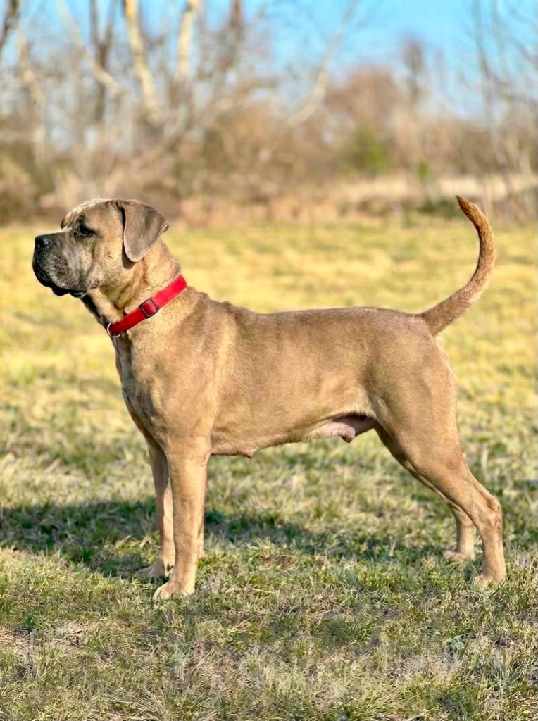 Della — suka hodowlana Cane Corso Night Defenders