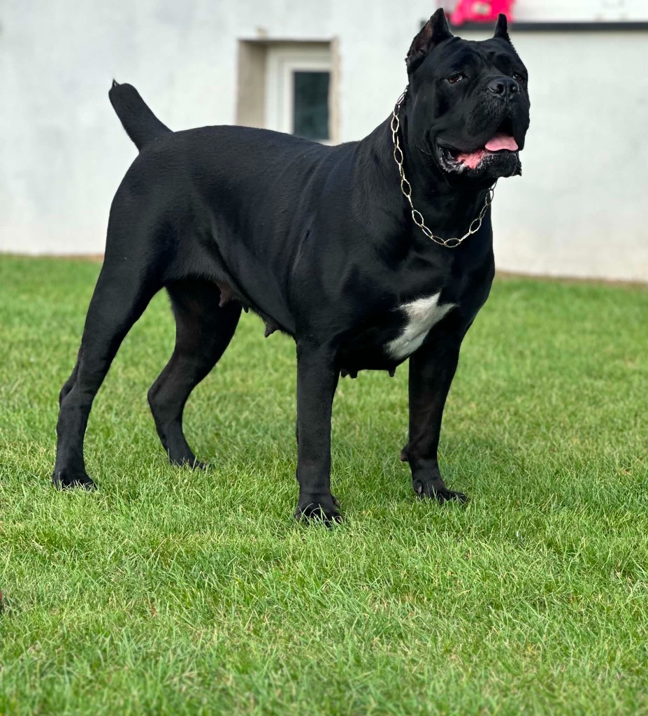 Mamba — suka hodowlana Cane Corso Night Defenders
